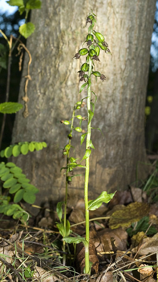 Chiave per orchidee sfiorite